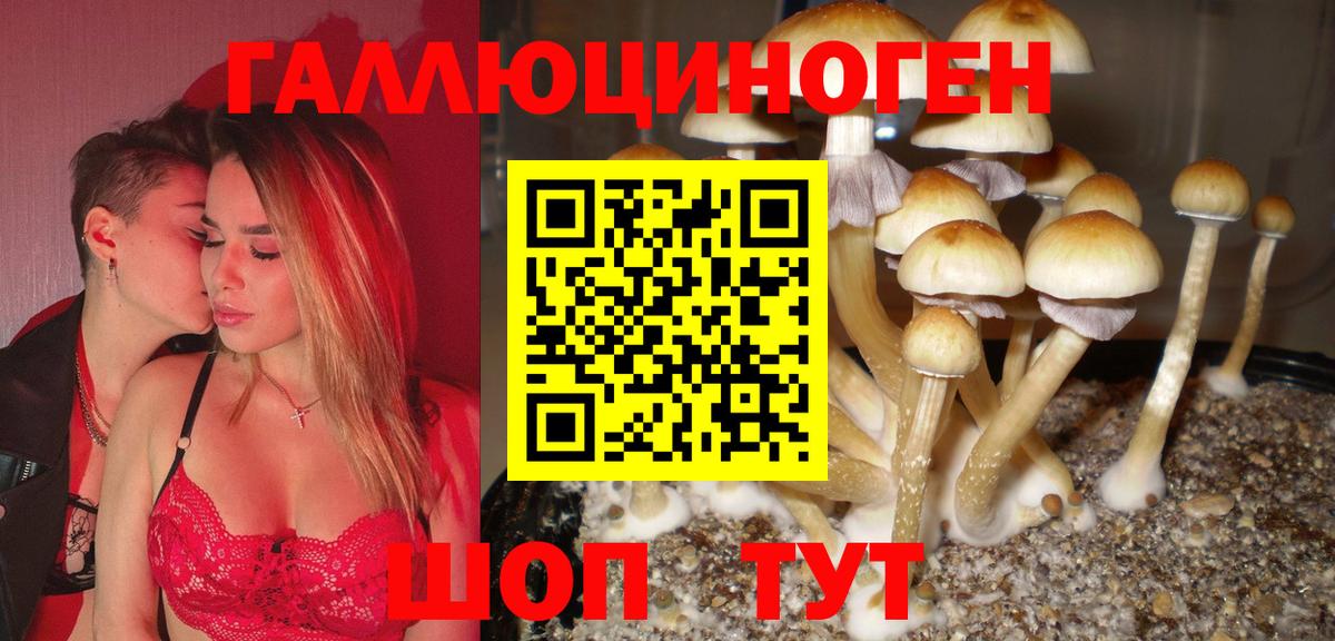 Галлюциногенные грибы Psilocybine cubensis Кимры